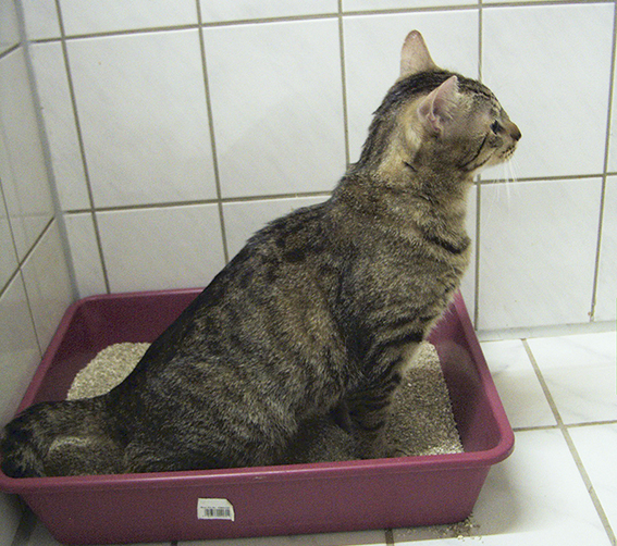 Katze Beibringen Auf Klo Zu Gehen Ausscheidung oder Elimination mit wichtigen Klo-Eigenschaften und